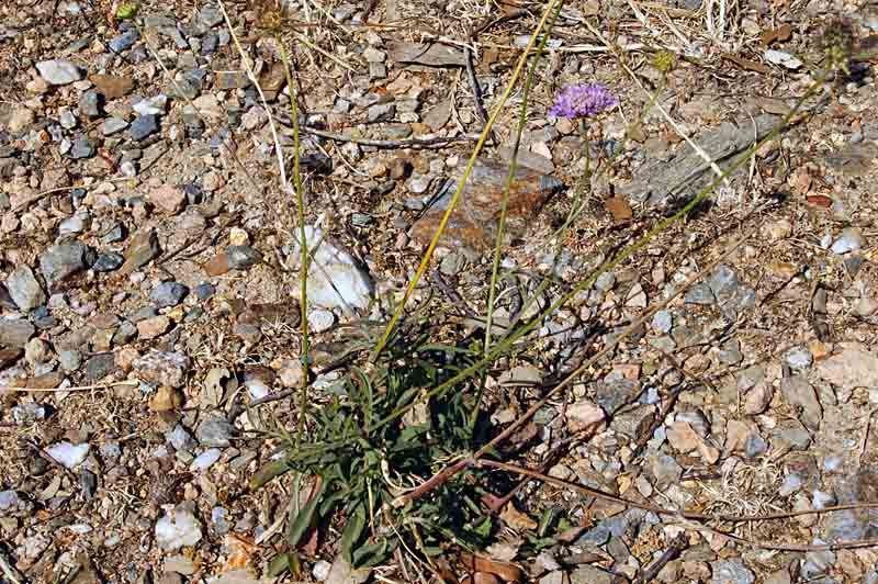 Sixalix atropurpurea
